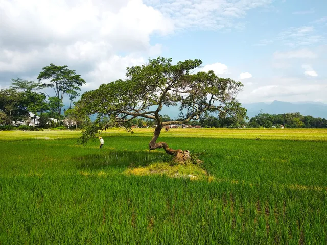 "Pengantin" Tree Salatiga