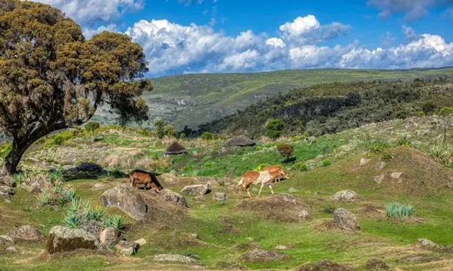Bale Mountains National Park
