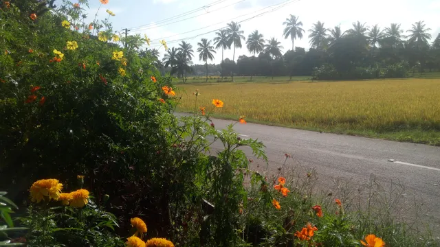Kizhakekalam view point