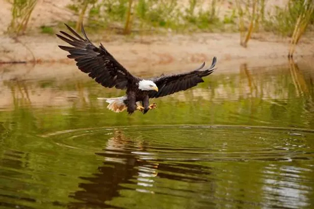 Oaklands Wetland Reserve