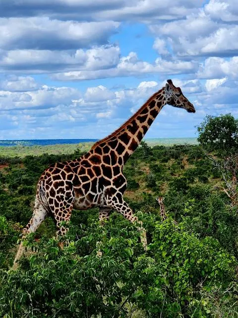 Mwea National Reserve