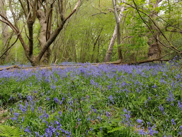 Selsdon Wood Nature Reserve