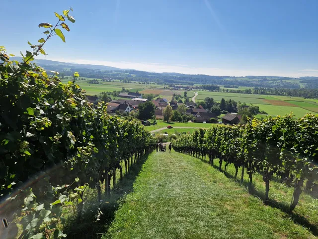 Weinweg Weinfelden