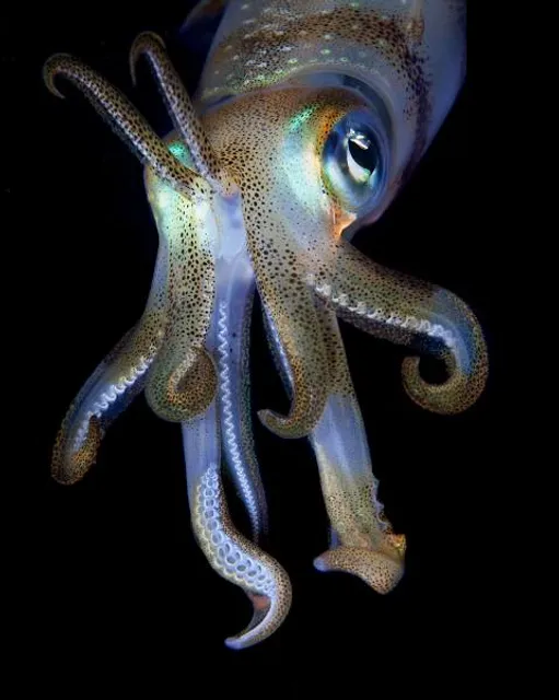 Satu Mare Central Park