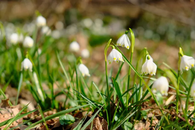 Märzenbecherwiesen-Wanderung