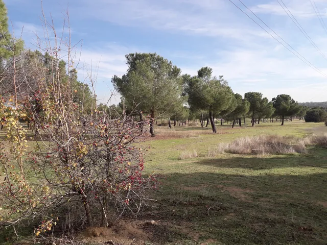Parque Forestal Adolfo Suárez