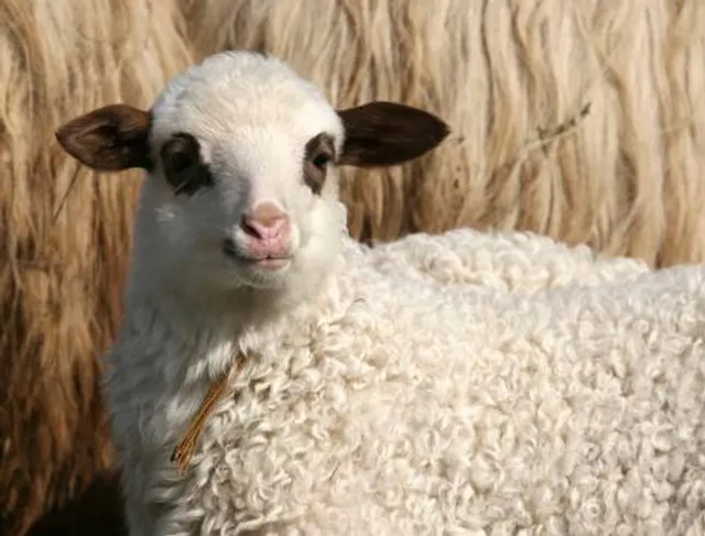 Anemotrypa Stalactite Cave