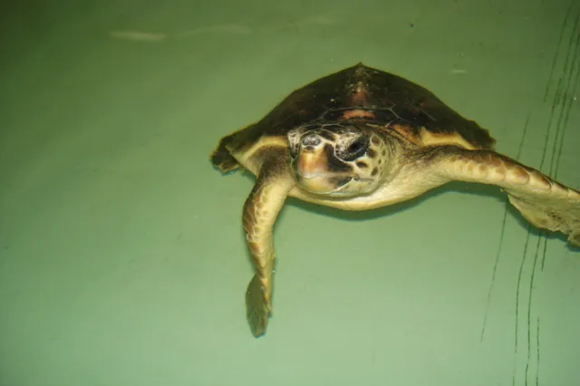 Cetacean Foundation - O.N.L.U.S.