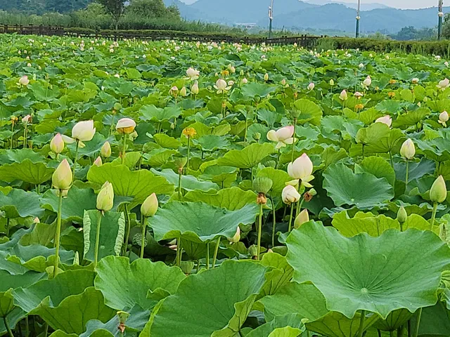 Jocheon Lotus Park