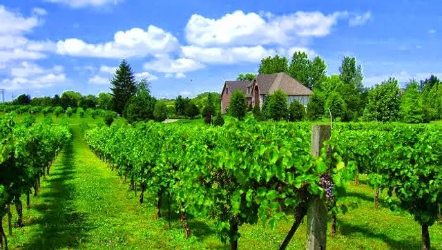 Valentino Vineyards & Winery