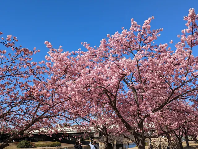 Old Nakagawa River Kawazu Cherry Blossoms