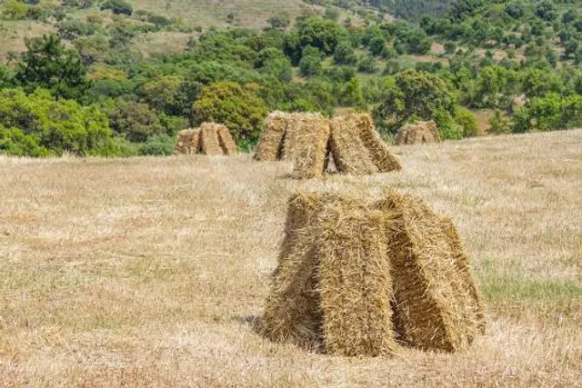 De Wildt 4x4 Nature Park and Resort