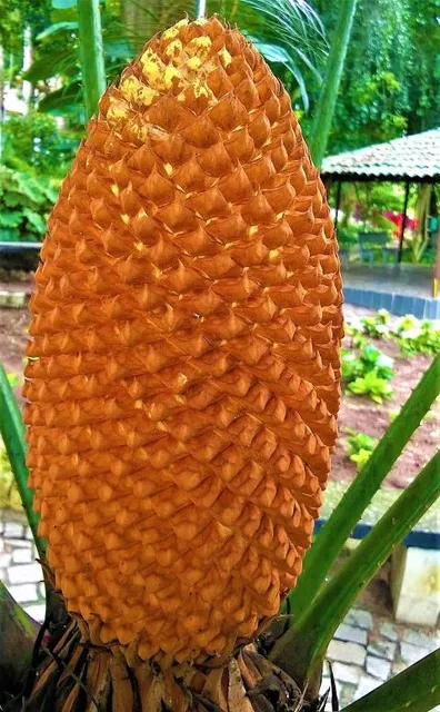 Ruber Van Der Linden Park