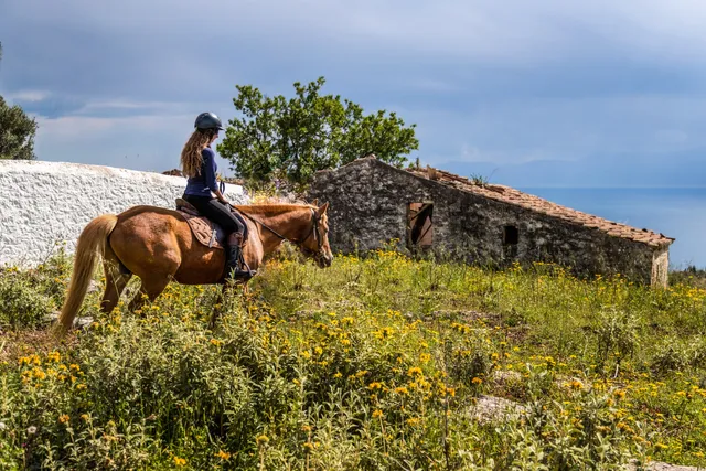 Greg's Spetses Horses