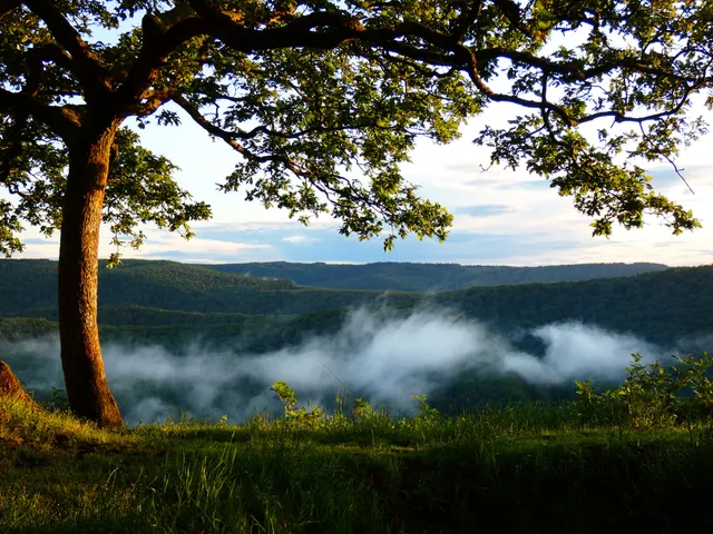 Point de Vue Du Jambon Membre