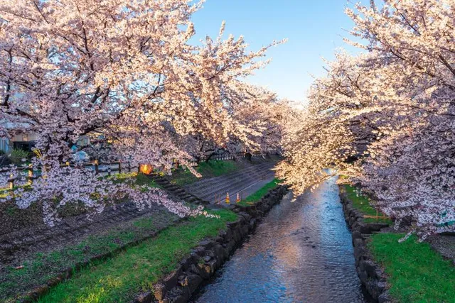 Kumagaya Sakura Tsutsumi