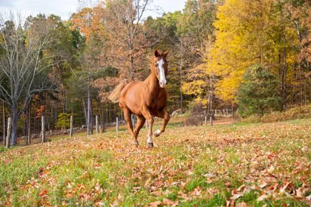 Saddle River County Park-Wild Duck Pond Area