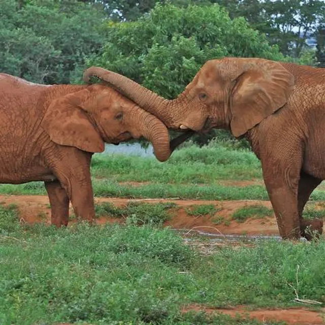 Zoológico de Brasilia