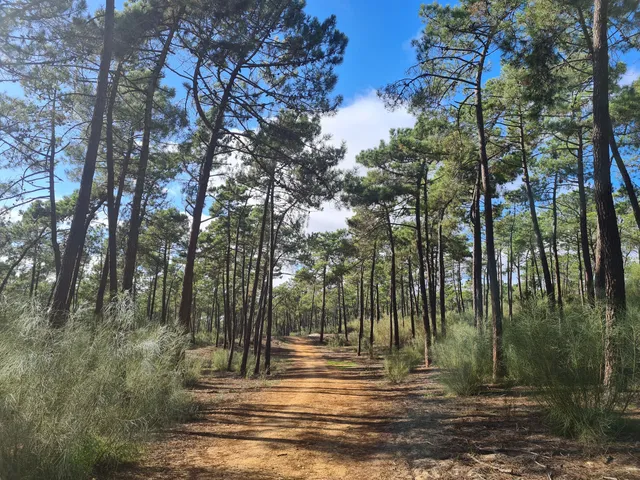 Mata Nacional das Dunas Litorais de Vila Real de Santo António