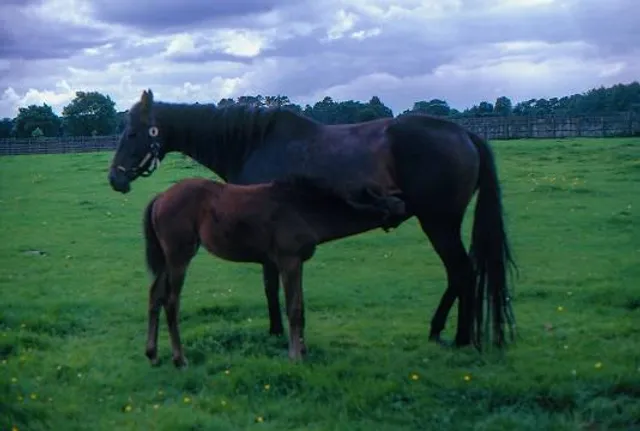 Irish National Stud & Gardens