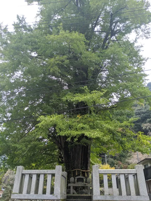 photo-3