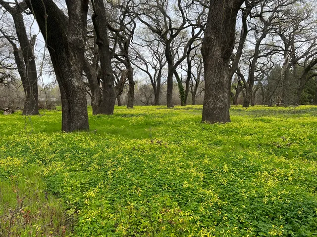 Ray and Judy Tretheway Oak Preserve