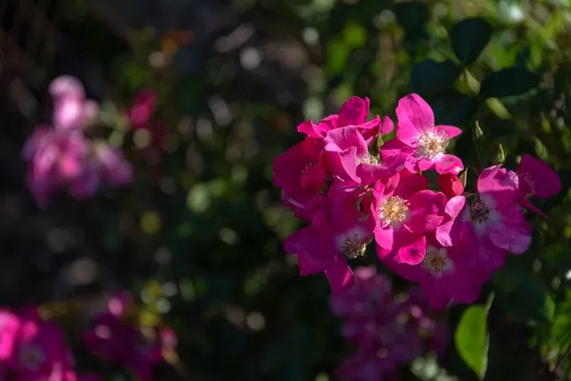 CONSTANTIA WINE ROUTE