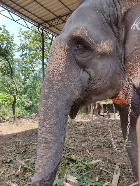 Kaveri Elephant Park