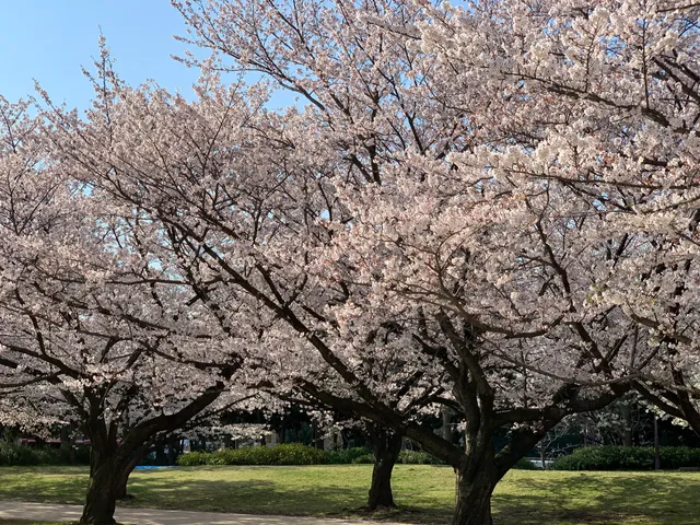 Oi Central Seaside Park Nagisa Forest