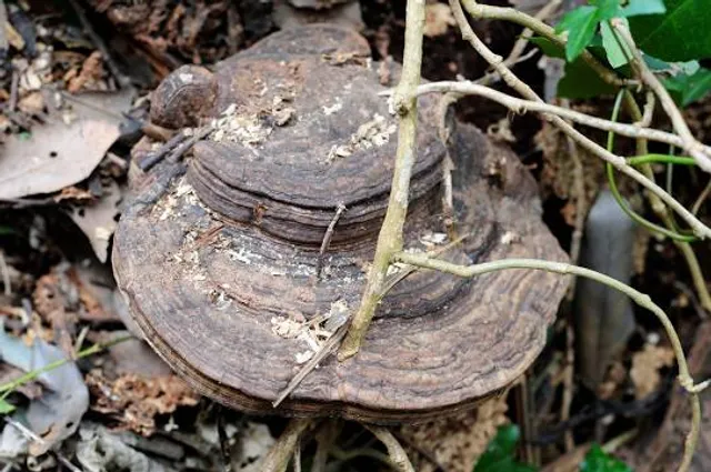 Werwolf-Wanderweg Bedburg
