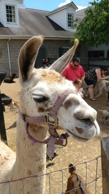 Why Not An American Ark