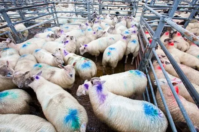 South Molton Pannier Market