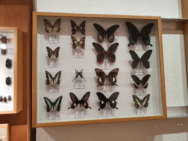 Muséum des Papillons et Insectes