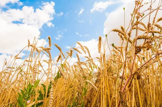 Harmony Harvest Farm