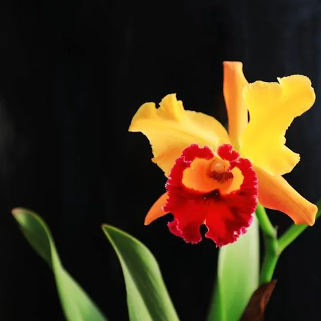 Cartland of Cape Cod