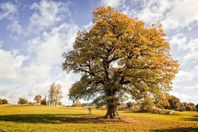 Chránená krajinná oblasť Východné Karpaty