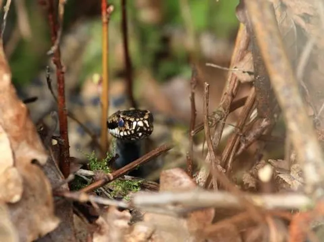 Parc Slip Visitor Centre and Cafe