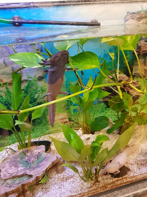 School Biology Center - botanical teaching garden