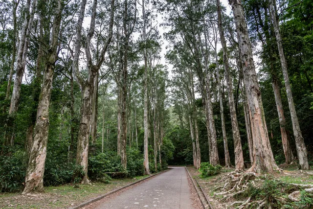 Waterside Paperbarks