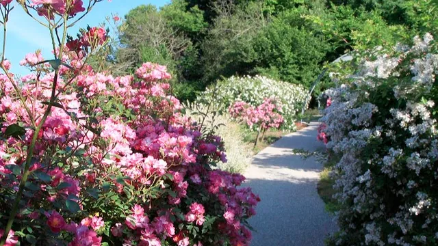 The Rose Garden of St. Vincent