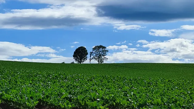 Parent & Child Tree (Biei-cho)