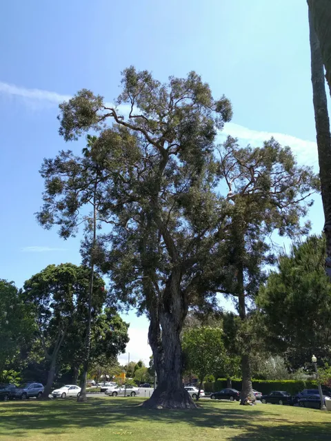 Holbrook Park (Formerly Goose Egg Park)