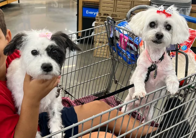 Country Cottage Pet Grooming