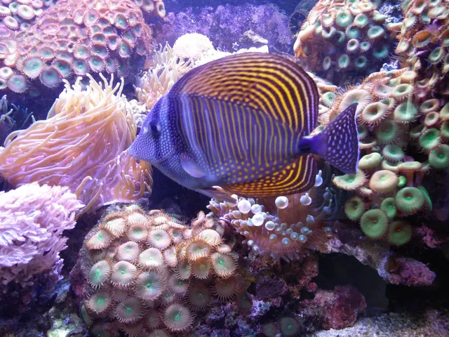 Wasserbillig Aquarium