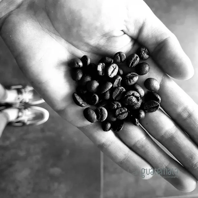 guatemala torrefazione caffè