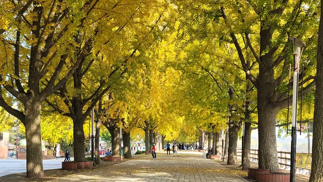 Gokgyocheon Ginkgo Trail