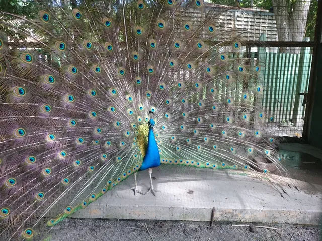 Temático Bosque Macuto Park