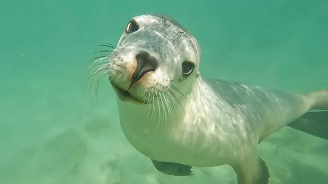 Baird Bay Experience