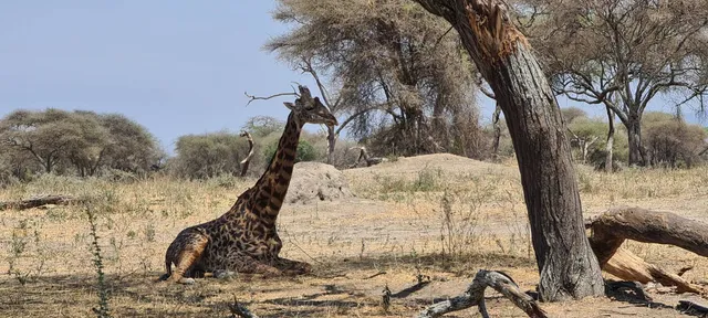 Lemali tours and safaris