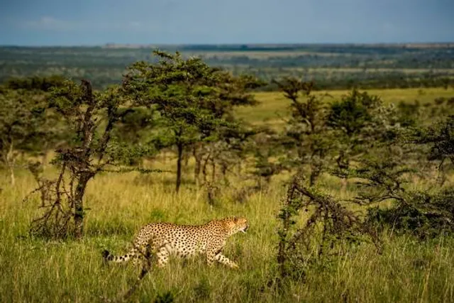 Torre mirador Matapalo